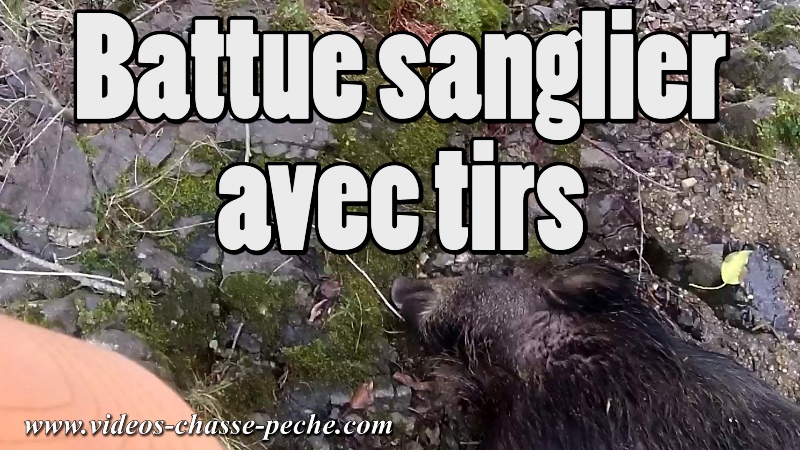 chasse sanglier en battue